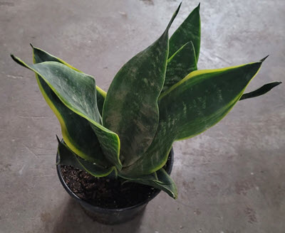 Black Moon Sansevieria